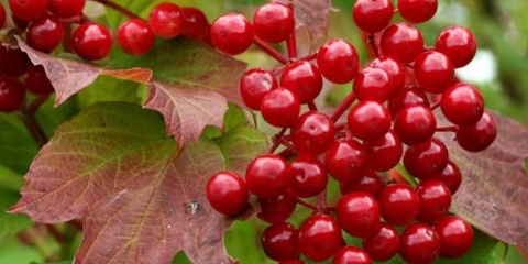 Praznine od viburnuma za zimu: zlatni recepti