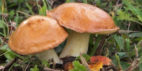 Natapati uljare: prije kuhanja, soljenja, kiseljenja, pravila i savjeti