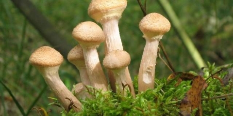 Zamrzavanje pečuraka: sirovih, kuvanih, dinstanih i prženih