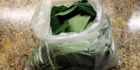 Zamrzavanje trešanja za zimu u zamrzivaču kod kuće: sa i bez koštice