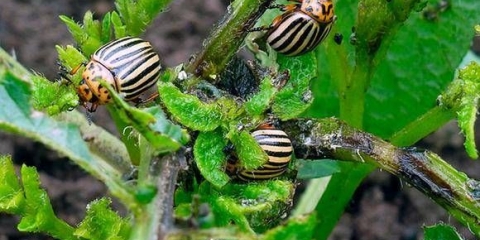 Zaštita krumpira od koloradske zlatice prije sadnje