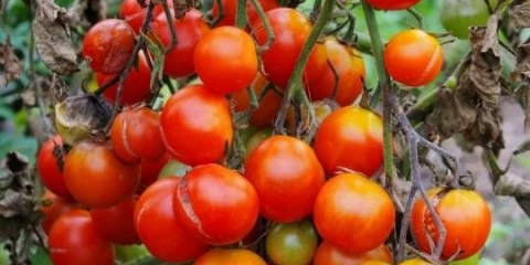 Zaštita paradajza od fitoftore