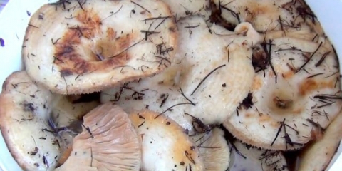 Soljenje mlečnih gljiva na vruć način kod kuće za zimu