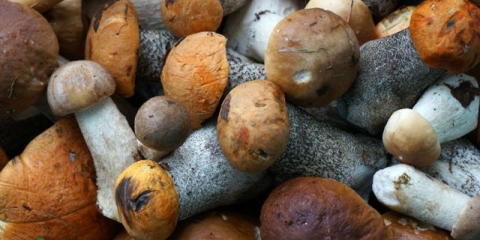 Kiseljenje vrganja: u teglama, u loncu, najbolji recepti