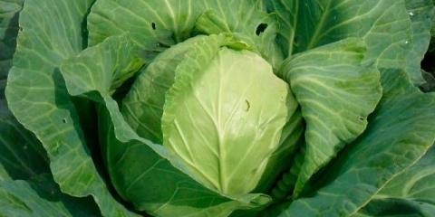 Soljenje ranog kupusa za zimu u teglama