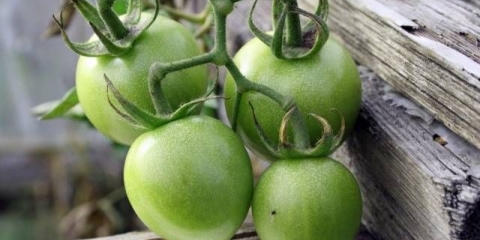 Soljenje zelenih paradajza u teglama za zimu