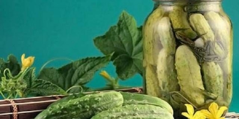 Kiseljenje sorti krastavaca za otvoreno tlo