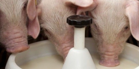 Ztsm za prasad i svinje: upute, proporcije