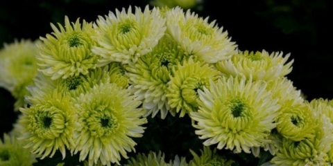 Zelene krizanteme: opis i sorte