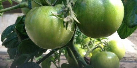 Zeleni paradajz sa belim lukom bez sirćeta