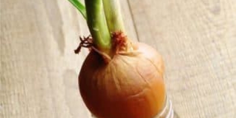 Zeleni luk zimi: upute za uzgoj kod kuće