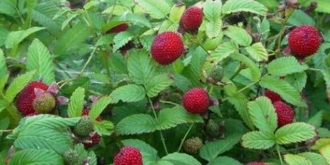 Jagoda (tibetanska) malina: sadnja i njega