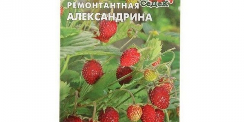 Jagoda remontant bez brade (najbolje sorte)