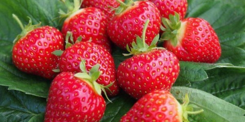 Medne jagode - opis sorte