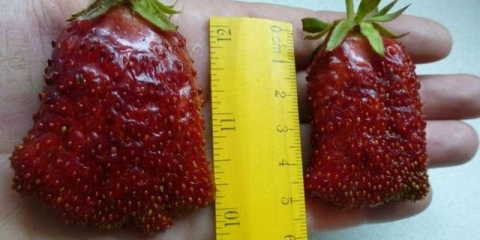 Trgovačka jagoda - opis sorte