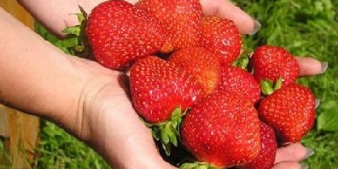 Strawberry lord - opis sorte