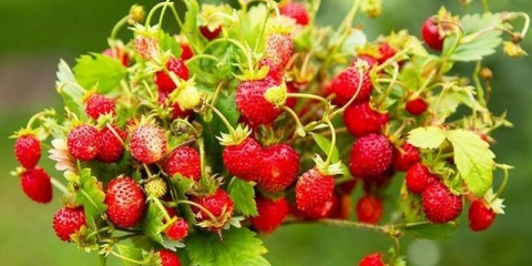 Remontantne jagode: sadnja i njega