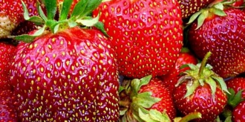 Remontantne jagode (sorte)