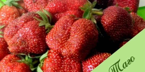 Tago jagoda: opis sorte, fotografija, recenzije