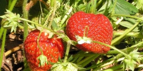 Jagoda zenga zengana: opis sorte, fotografije, recenzije