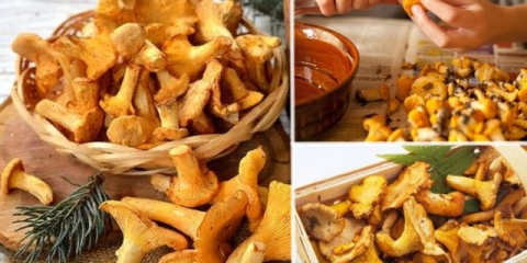 Pržene lisičarke za zimu: recepti za kuhanje