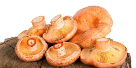 Pržene gljive za zimu: recepti za kuhanje
