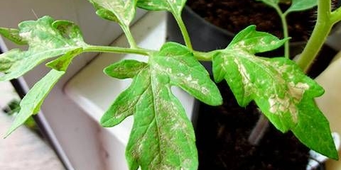 Sorte paradajza otporne na toplotu