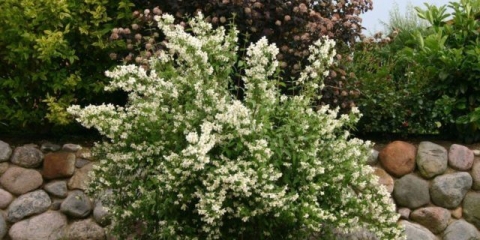 Jasmin (lažna narandža) dam blanche (dame blanche): fotografija i opis, recenzije, zimska otpornost