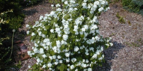 Jasmin (lažna narandža) minnesota snježna pahulja (minnesota snježna pahulja): fotografija i opis, recenzije