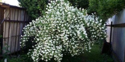 Jasmin (lažna narandža) mont blanc (mont blanc, mont blanc): sadnja i njega