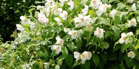 Jasmin (chubushnik) jagoda: fotografija i opis, recenzije