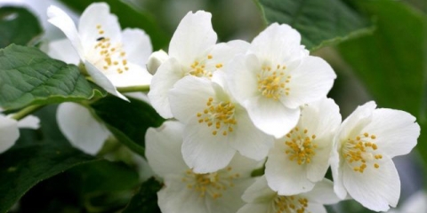 Jasmin i lažna narandža: u čemu je razlika, fotografija