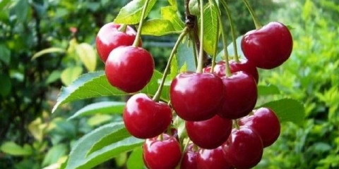 Žele od višanja za zimu sa i bez sjemenki