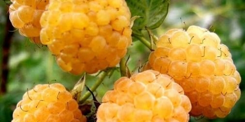 Žuta malina pobjegla