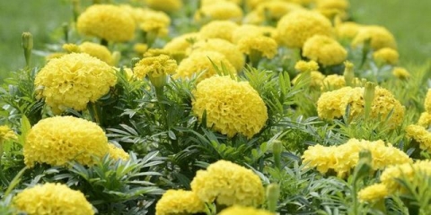 Žuti višegodišnji cvjetovi