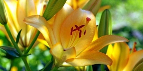 Žuti ljiljan: fotografija, sorte, sadnja i njega