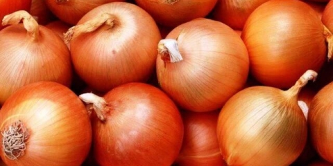 Turbo žuti luk: opis sorte, fotografije, recenzije