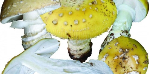 Žuta mušica (jarko žuta, slamnato žuta): fotografija i opis