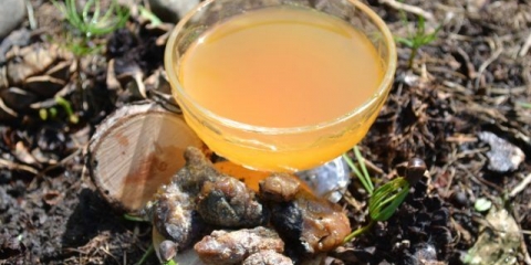 Cedar oleoresin: ljekovita svojstva, primjena, recenzije