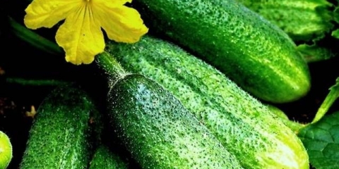 Zimske sorte krastavaca za staklenik