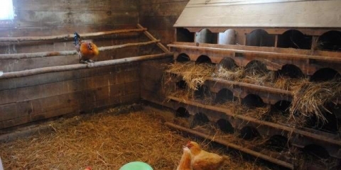 Zimski kokošinjac za 100 kokoši uradi sam