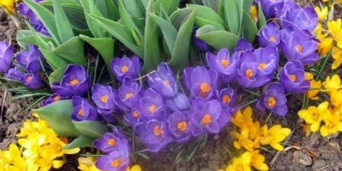 Zimski otporne lukovičaste trajnice - uzgajamo na lokaciji