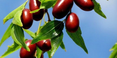 Zizifus (unabi, kineska hurma): uzgoj i njega, reprodukcija, sorte