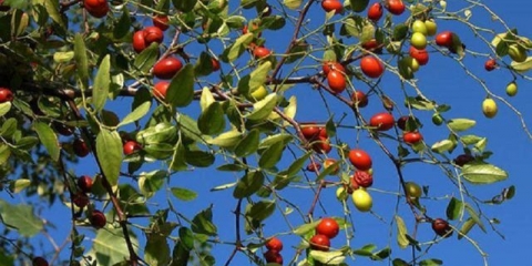 Zizifus (unabi) u centralnoj rusiji: sadnja i njega, uzgoj