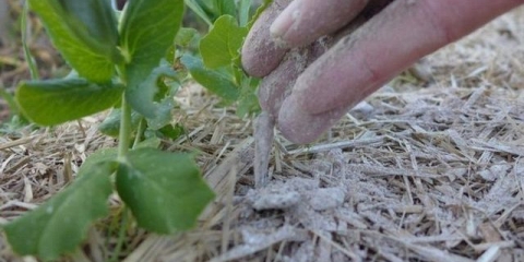 Pepeo za rasad paradajza i paprike