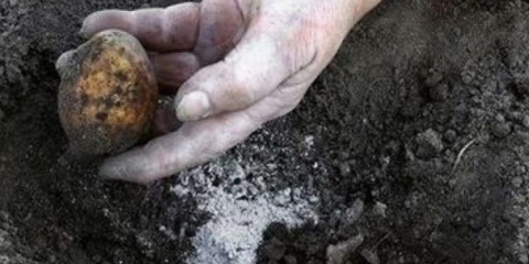 Pepeo prilikom sadnje krompira u rupu: da li dodati, koristan ili ne