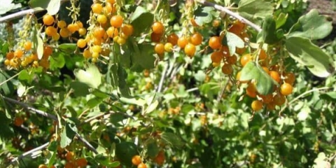 Zlatna ribizla: 10 najboljih sorti - laysan, sibirsko sunce, odred - recenzije vrtlara