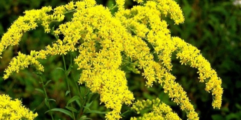 Zlatna šipka: ljekovita svojstva, fotografija, primjena