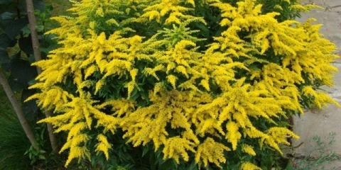 Josephine goldrod: uzgoj iz sjemena, fotografija