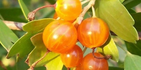 Laysan zlatna ribizla: opis, sadnja i njega